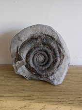 Dactylioceras Tenuicostatum