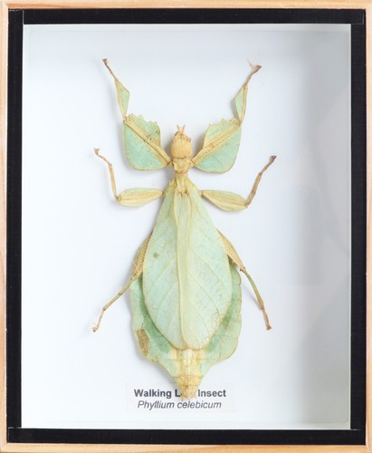 Real walking leaf phyllium - real,