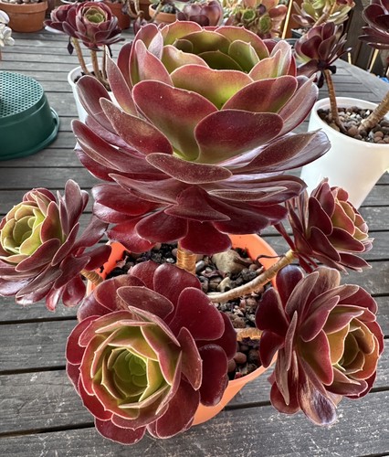 Aeonium black rose succulent - rose,