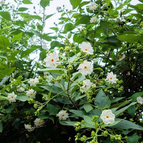 Nyctanthes arbor tristis - tristis, 10