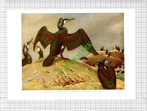 Cormorant seaby bird - a,