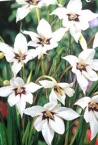 Flower bulbs spring summer - bulbs,