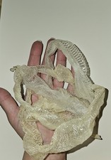 Snake Skin Shed Moult Kenyan Sand Boa Royal Python Weird 5 Taxidermy halloween