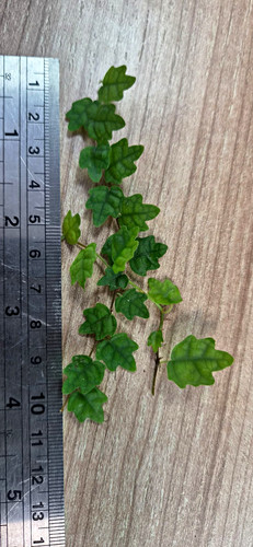 Ficus quercifolia min - (min, 10cm