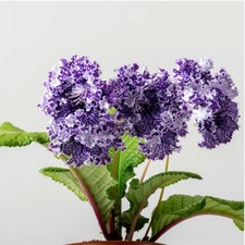 Streptocarpus DS-2593-Plug