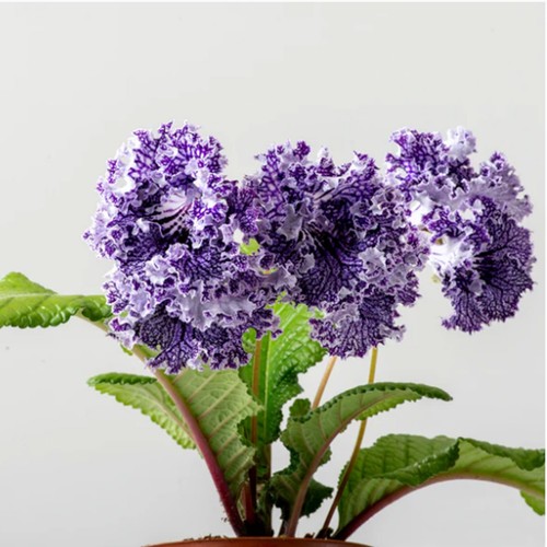 Streptocarpus 2593 plug - streptocarpus, ds-2593-plug