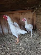 6 pure white ko shamo eggs 