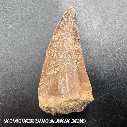 Mosasaur tooth fossil - mosasaur,