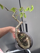 Part trained hornbeam bonsai - hornbeam,