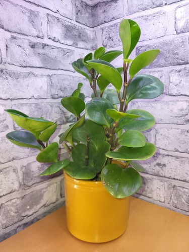Baby face rubber plant - , in