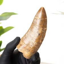 4.26 Inch "African T. rex Type" Dinosaur Tooth Fossil (Carcharodontosaurus sahar