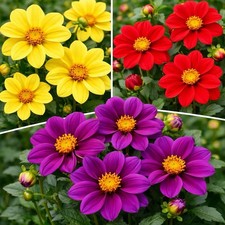 12 x Dahlia Mignon Mix Bulbs -