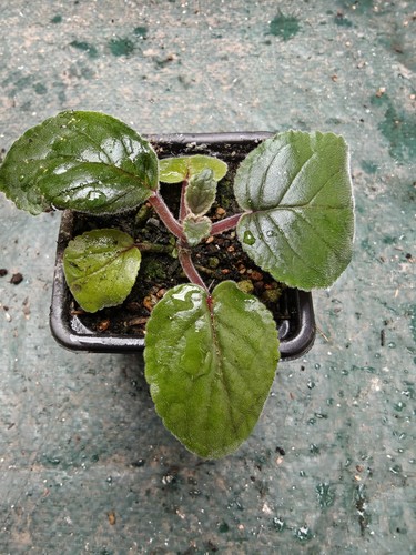 Sinningia eumorpha caudex - sinningia,