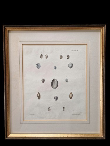 Antique hand coloured - antique, hand-coloured