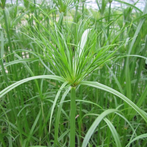 Cyperus papyrus plant - plant, pond