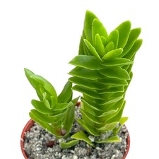 Crassula coccinea - UK Grown
