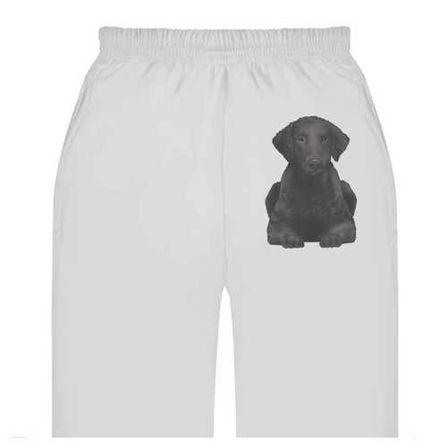 Curly coated retriever adult - 'curly,