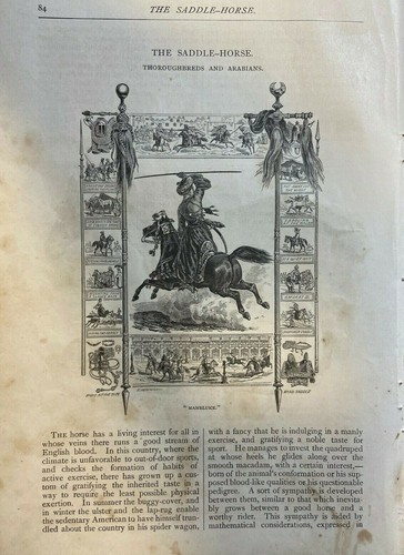 1877 saddle horses - 1877,