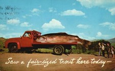 Saw a Fair-Sized Trout Here Today Big Fish on Truck California Vintage Postcard