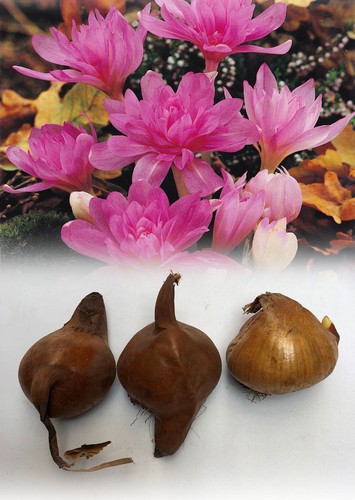 Stock 3 colchicum - in,