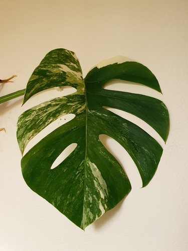 Variegated albo monstera - variegated,