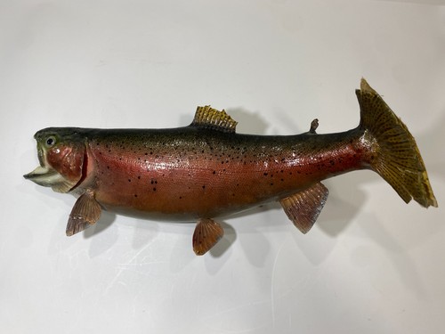 Rainbow trout taxidermy fish - taxidermy,