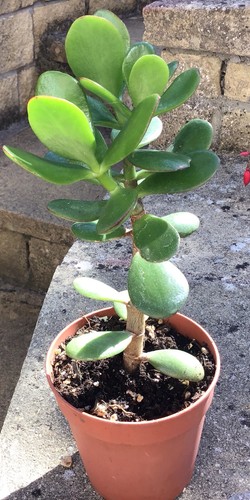 Large jade plant crassula - plant.,