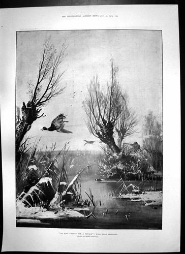 Old antique print wild duck - print,