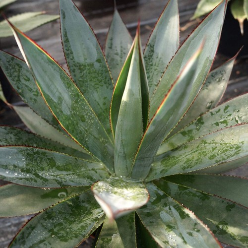 Agave shaka zulu - agave, 'shaka