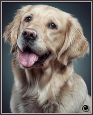 Golden Retriever - Portrait