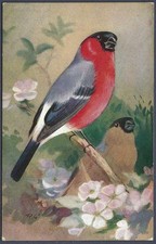 Bullfinch by Roland Green - R.S. Art Press bird postcard