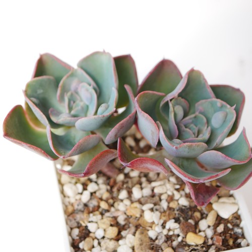 Exact plant echeveria spp - -,