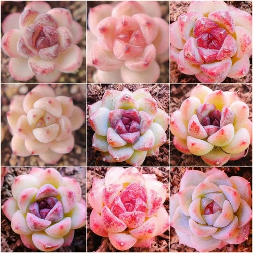 Echeveria snow night - echeveria, x