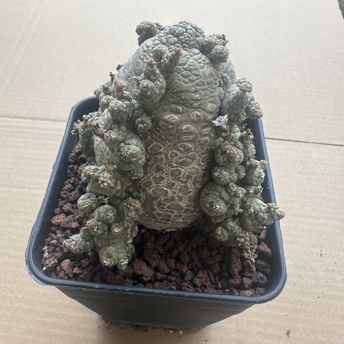 Rare plant cacti - cacti, pseudolithos