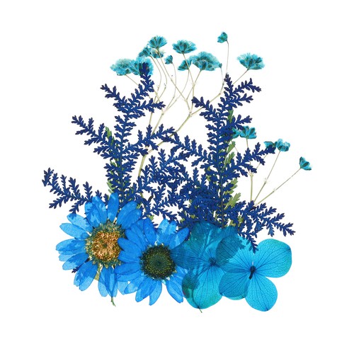 Dried pressed flowers - pressed, real
