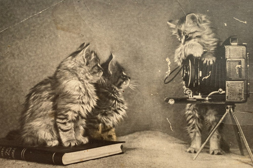 Beautiful kittens cute cats - kittens,