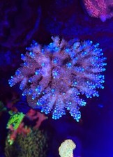 CB Rainbow Beastmode Acropora
