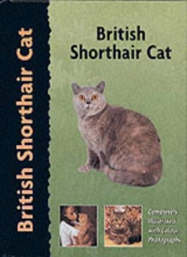 British shorthair cat pet - british,
