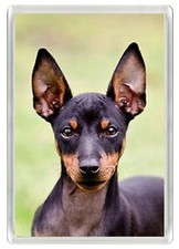 ENGLISH TOY TERRIER DOG FRIDGE