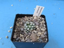 MAMMILLARIA BERTHOLDII 2CM CACTUS PLANT