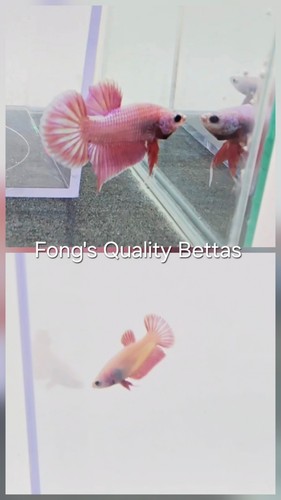 Usa beautiful pink breeding - [usa],