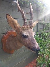 Taxidermy Roe Deer Head With
