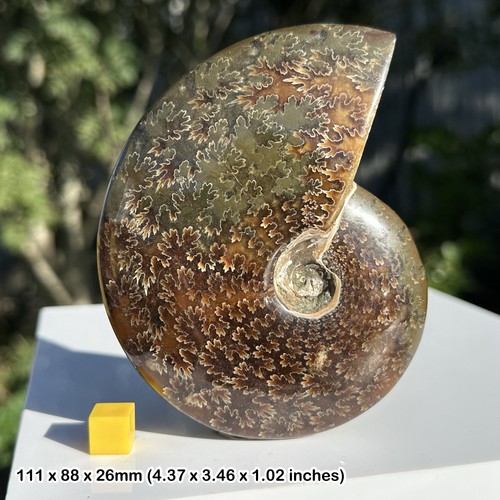 Large polished ammonite fossil
