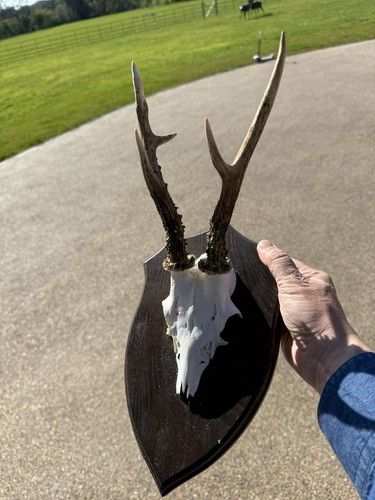 Big roe skull shield nice - big,