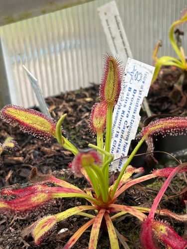 Drosera capensis bainskloof - drosera,