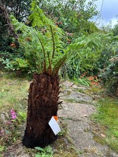 Stunning Tree Ferns Dicksonia antarctica 1 foot plus trunk Fresh in 10 availabl