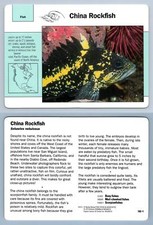 China Rockfish #102.1 Fish - Grolier Wildlife Adventure Card