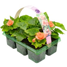 Begonia Trailing Salmon Pink |