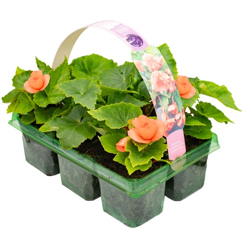 Begonia trailing salmon - begonia, pink