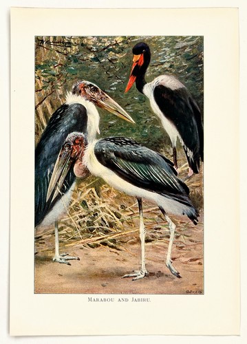 Marabou jabiru stork 1916 - marabou,